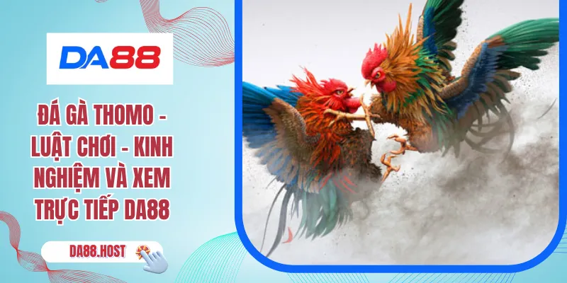 Đá gà Thomo – Luật Chơi - Kinh Nghiệm Và Xem Trực Tiếp DA88
